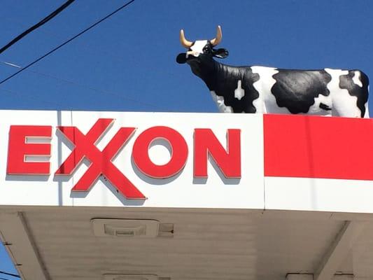 The cow on top of the canopy!