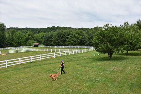 Dog walking on leashes and fenced in yards to run