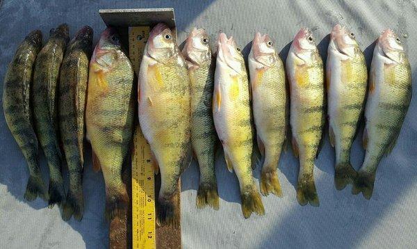 Some of the nicer perch