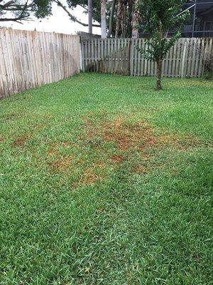 Untreated Lawn.