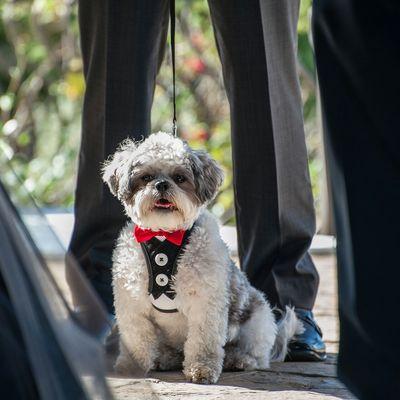 Ring bearer