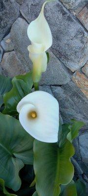 Flowers outside facing playground!