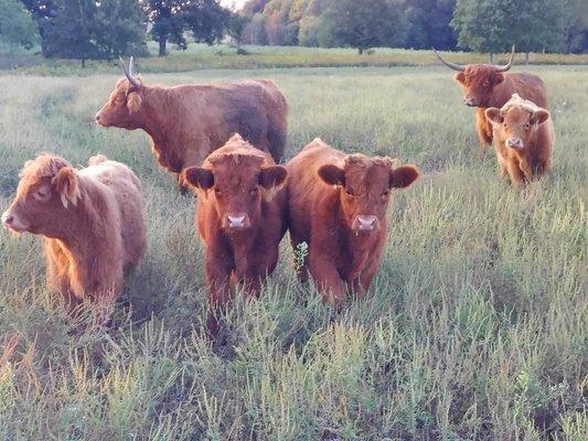 Scottish Highland Cattle