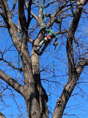 Father Earth Tree Service