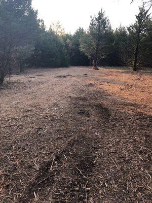 I asked mike to clear a spot for an RV.  This area has some thick thick cedars and now it's a great campsite for years to come