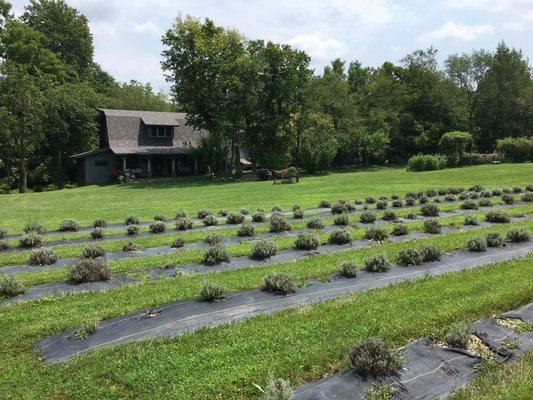 Three nice size lavender patches