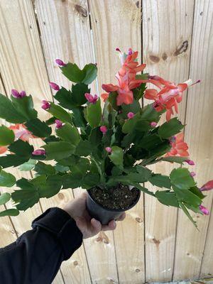 Holiday cacti are blooming November through January