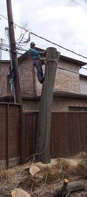 Santos' Tree Service