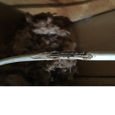 Wire insulation chewed by mice