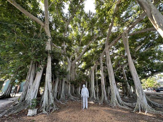 Thomas Edison, with the banyan tree in the yard