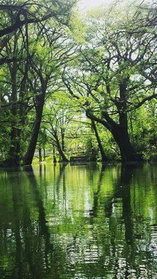 Cypress Creek behind the cottage