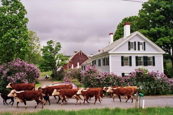 Running of the cows...