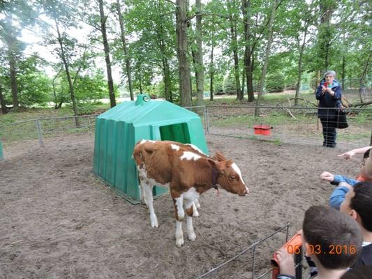 Green Meadows Farm