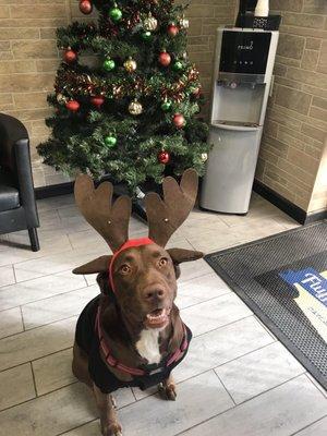 Fiona Reindeer