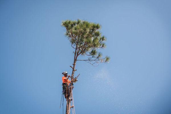 Notching the top.