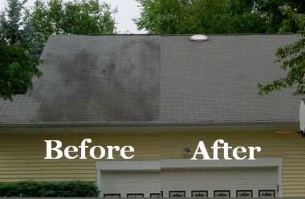 Don't wait ;
Mildew kills shingles!
This roofs life is greatly extended now by cleaning and killing the mold and applying mold inhibitors