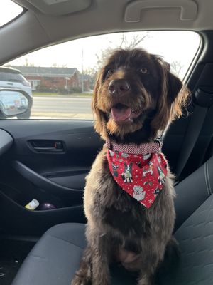 Post-grooming picture