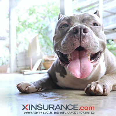 Animal Liability Insurance for any breed, regardless of bite history.