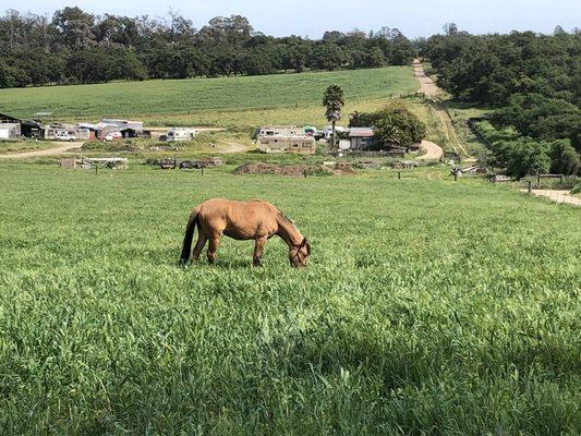 Ocean Breeze Equestrian Center