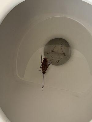 Tree roach found in toilet with like rust that falls in the toilet???