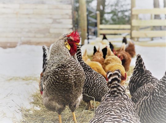 Roosters keep watch over hens as they forage together.