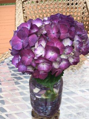 Dark purple hydrangea