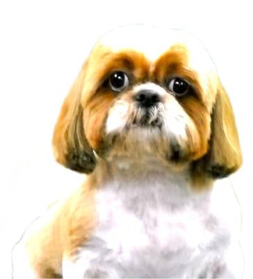 Short 'n Sassy Shih Tzu