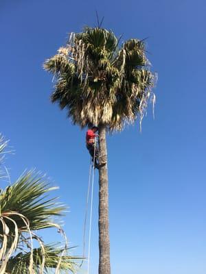 One of our High-Climbers at work.