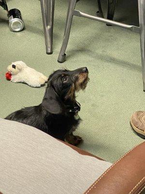 Mascot #2.  Little Maggie.  Mini wire-hair Dachshund at 7 months.