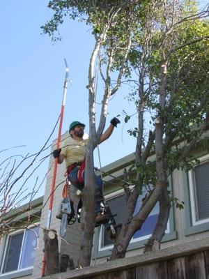 Me in a tree. This tree is being removed and is growing in a small patio up over the roof on the second story.