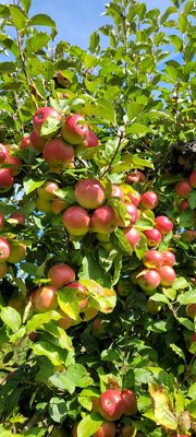 Shaw Orchards