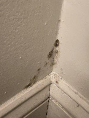 MOLD 20B liberty place Randolph ma 02368