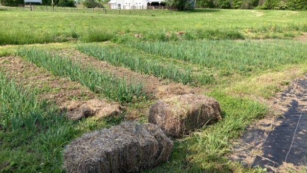 Garlic field