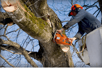 Andrew's Tree Service