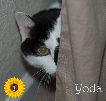 Yoda playing hide and seek.