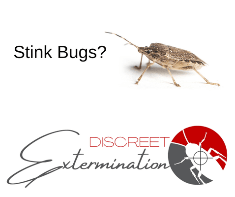 Stinkbugs