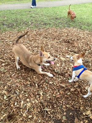 Phoebe loves meeting new friends at the Pooch Pines dog park.