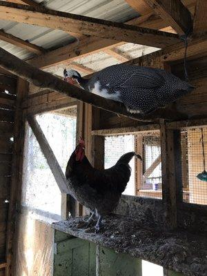 The chicken coop