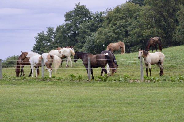 Horses enjoying the pasture