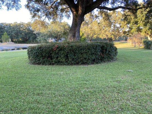 Hedge all around, pond clean up