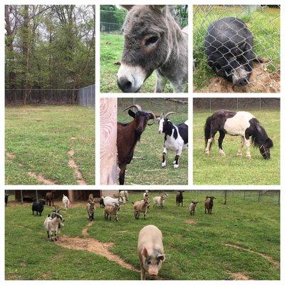 Cheryl's Rescue Ranch for Abused and Neglected Livestock Animals