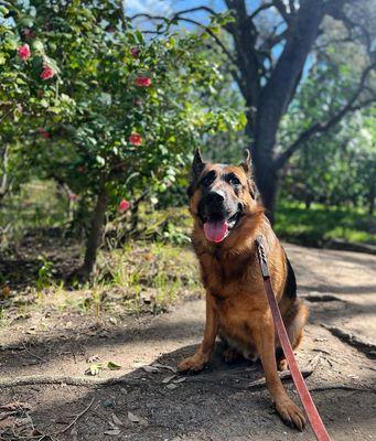 Sunny Isles Dog Walker & Pet Nannies