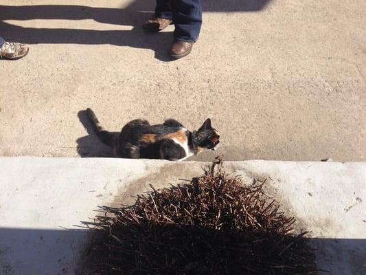 Ariat, store cat