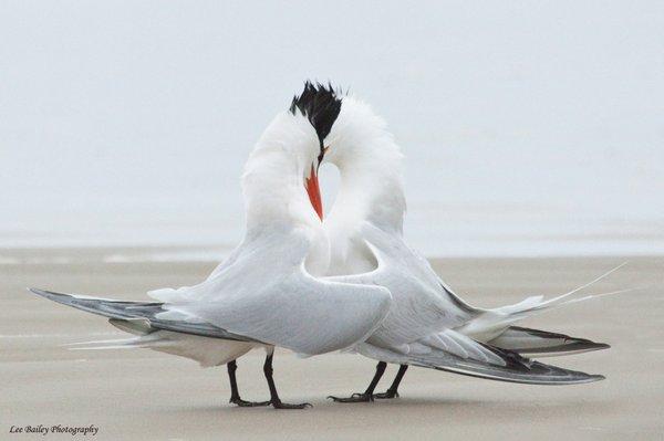 By photographer Lee Bailey, Artist in Residence at the Padre Island National Seashore.