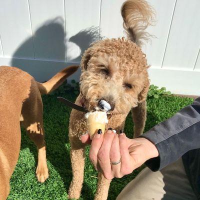 Our pups LOVE our delicious PupCones!