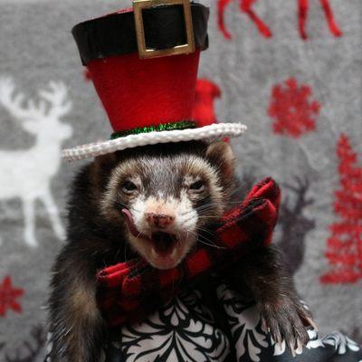 Washington Ferret Rescue and Shelter