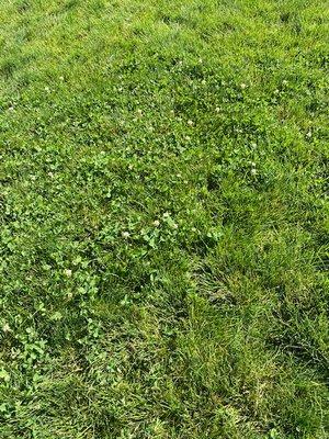 Massive clover problem