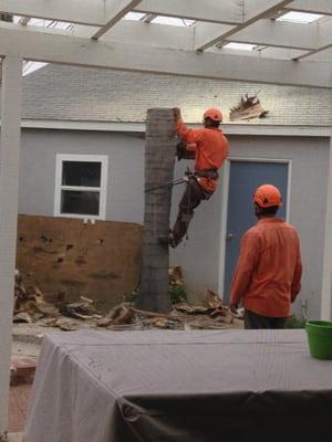 Removing Queen Palm tree next to garage