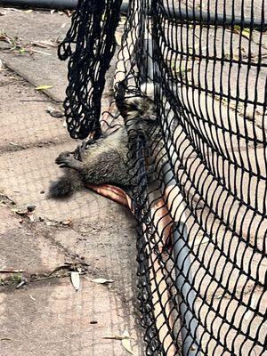 A young groundhog somehow managed to get caught up in an entanglement with our football net June 2022 A view from the side