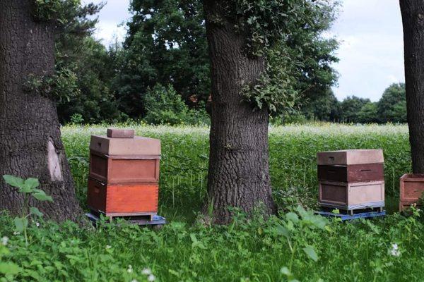 Bees Knees Apiary | Honeybee removal and relocation | Honey!